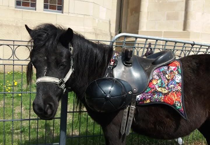 Baptême poney