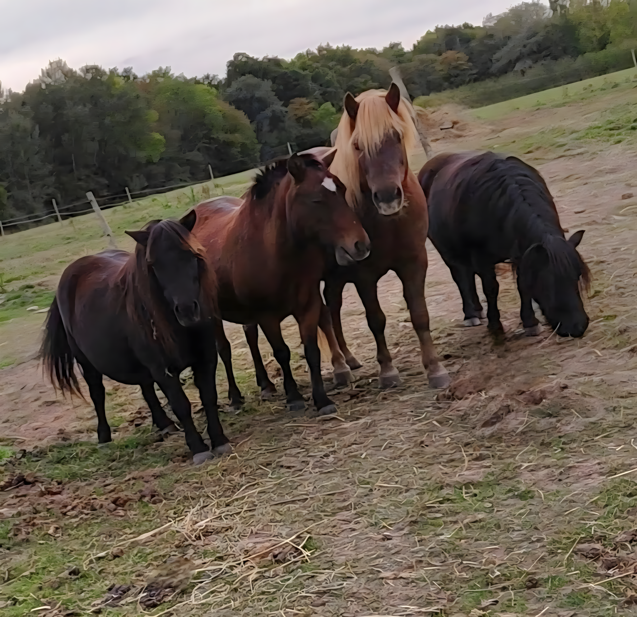 Nos chevaux