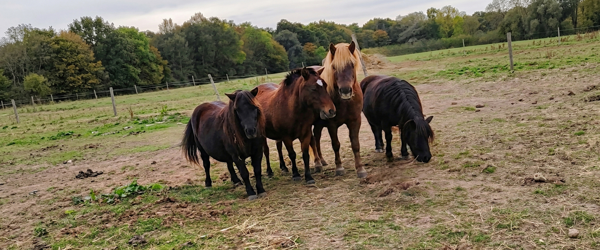 Nos chevaux
